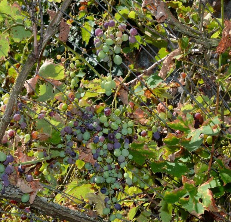 Photo extérieur (vigne) du domaine des ortinières