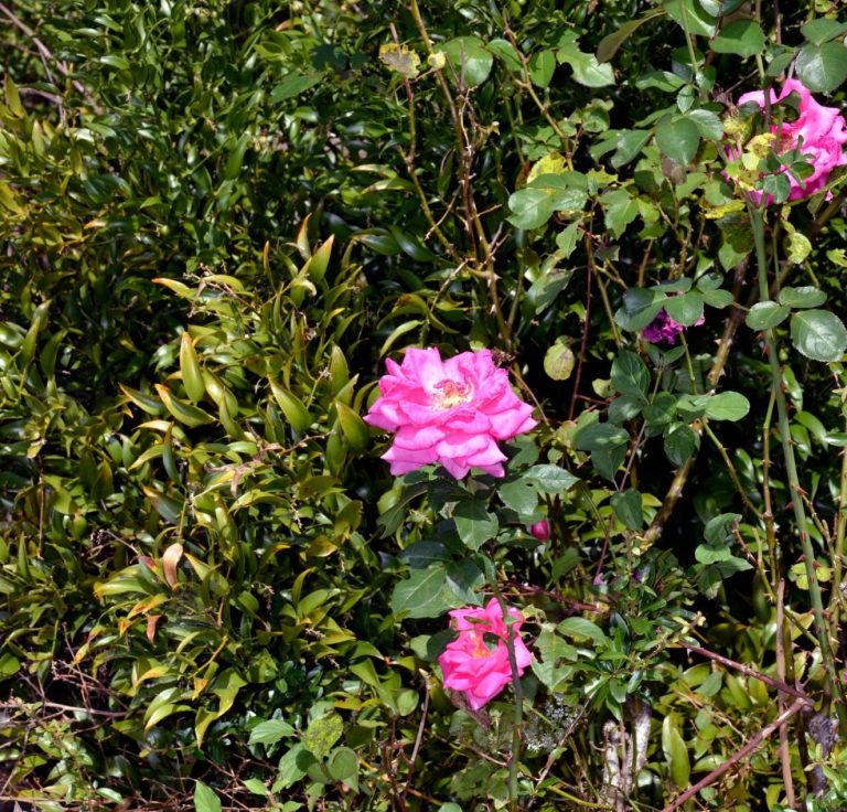 Photo extérieur (jardin) du domaine des ortinières